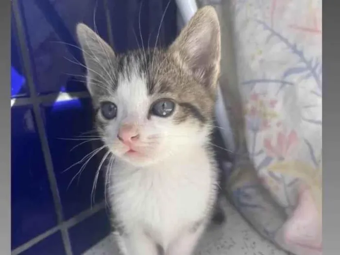 Gato ra a SRD-ViraLata idade 2 a 6 meses nome Não definido 