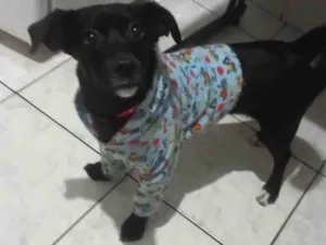 Cachorro raça SRD-ViraLata idade 7 a 11 meses nome Jully