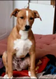 Caramelo