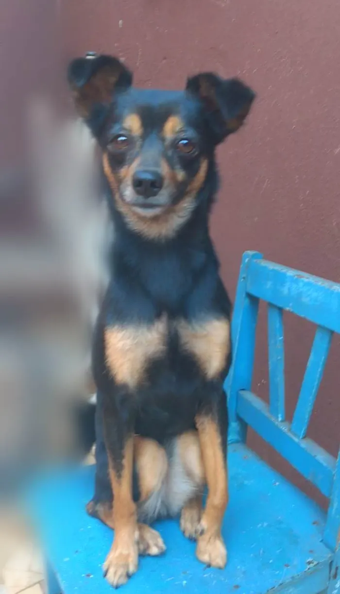 Cachorro ra a SRD-ViraLata idade 3 anos nome Bolinha 