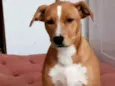 Caramelo