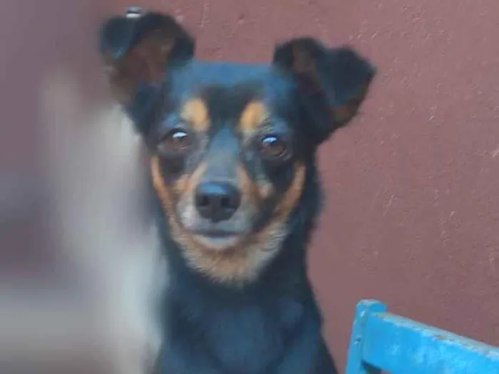 Cachorro ra a SRD-ViraLata idade 3 anos nome Bolinha 