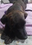 Cachorro raça SRD-ViraLata idade 2 a 6 meses nome Balu/