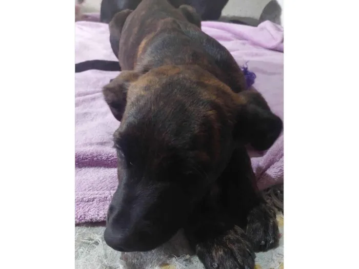 Cachorro raça SRD-ViraLata idade 2 a 6 meses nome Balu/