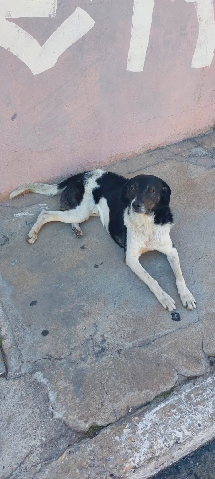 Cachorro ra a  idade 5 anos nome Fecticio*