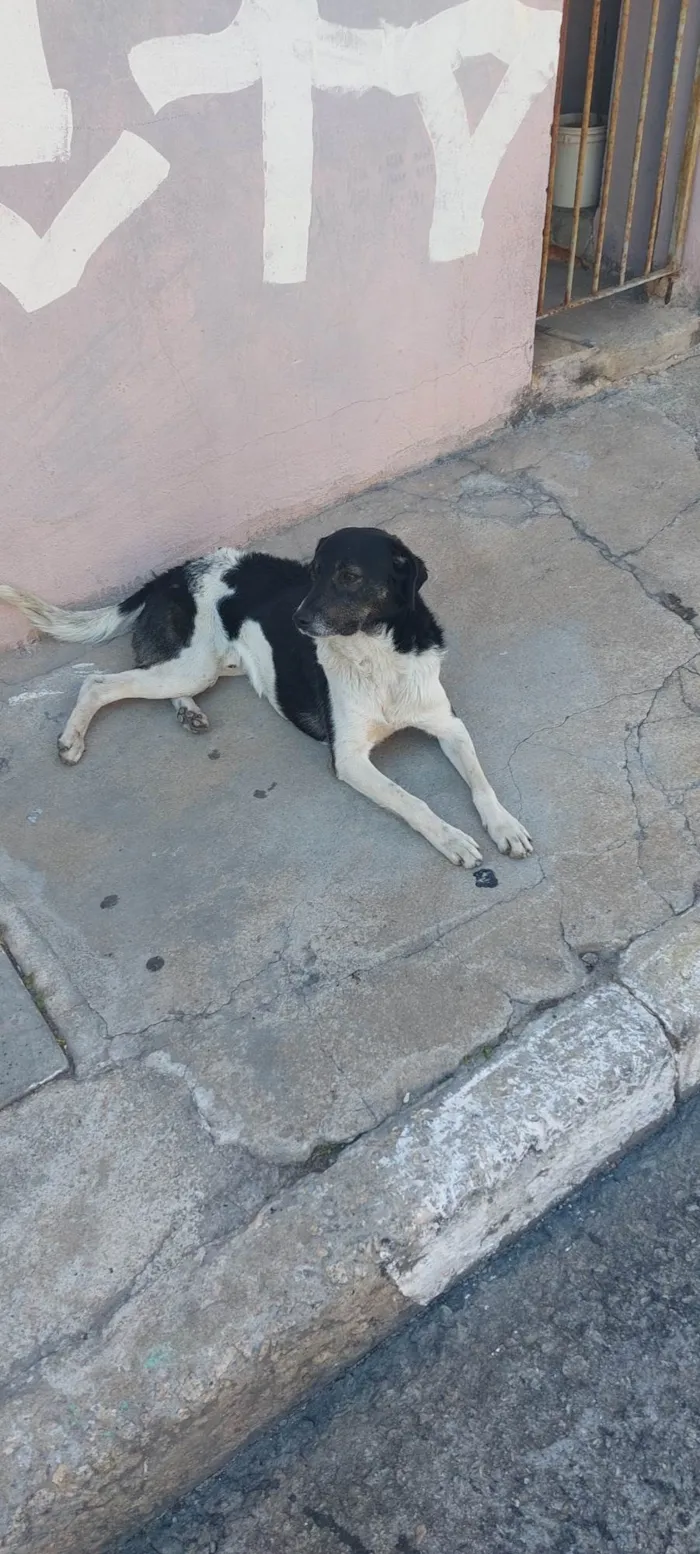 Cachorro ra a  idade 5 anos nome Fecticio*