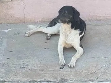 Cachorro ra a  idade 5 anos nome Fecticio*