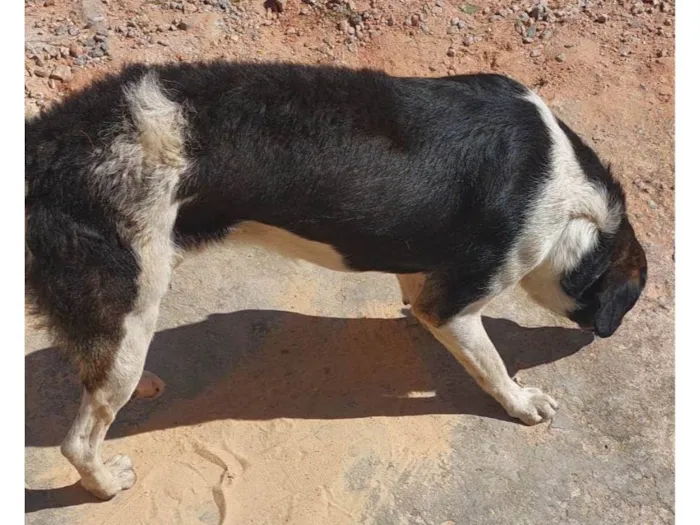 Cachorro ra a  idade 5 anos nome Fecticio*