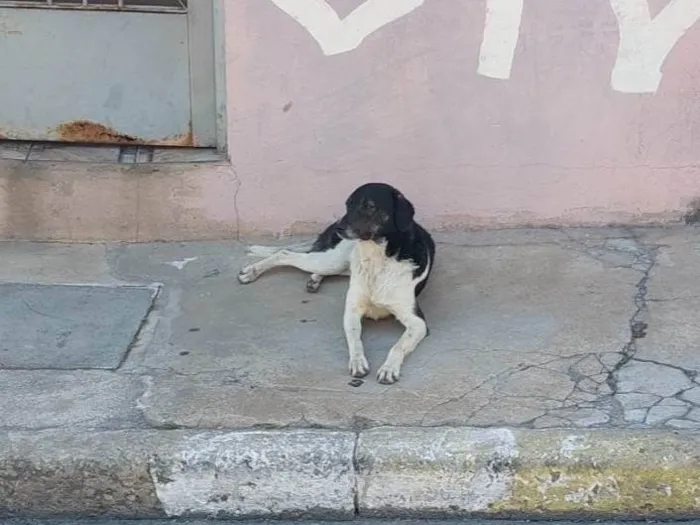 Cachorro ra a  idade 5 anos nome Fecticio*