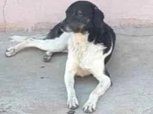 Cachorro raça  idade 5 anos nome Fecticio*