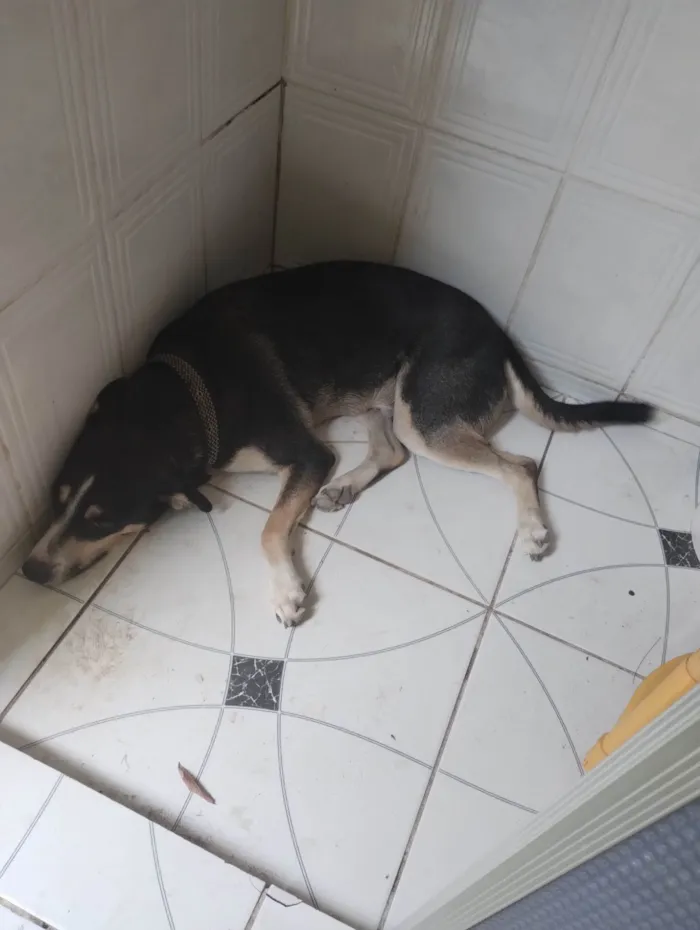 Cachorro ra a Vira lata  idade 1 ano nome Netuno 