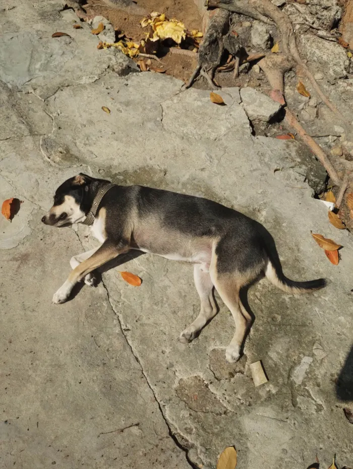 Cachorro ra a Vira lata  idade 1 ano nome Netuno 