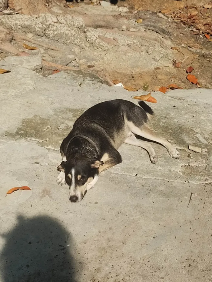 Cachorro ra a Vira lata  idade 1 ano nome Netuno 