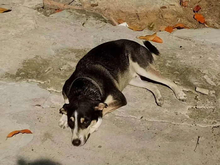 Cachorro ra a Vira lata  idade 1 ano nome Netuno 