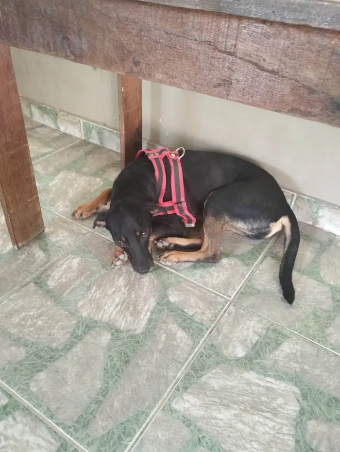 Cachorro ra a Vira lata  idade 1 ano nome Carvão 