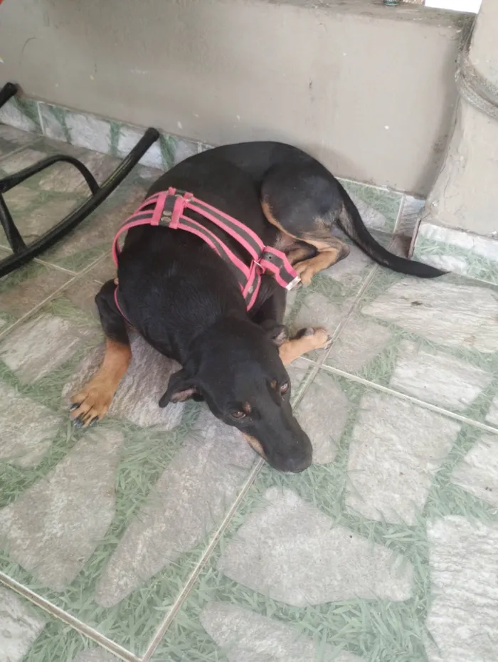 Cachorro ra a Vira lata  idade 1 ano nome Carvão 