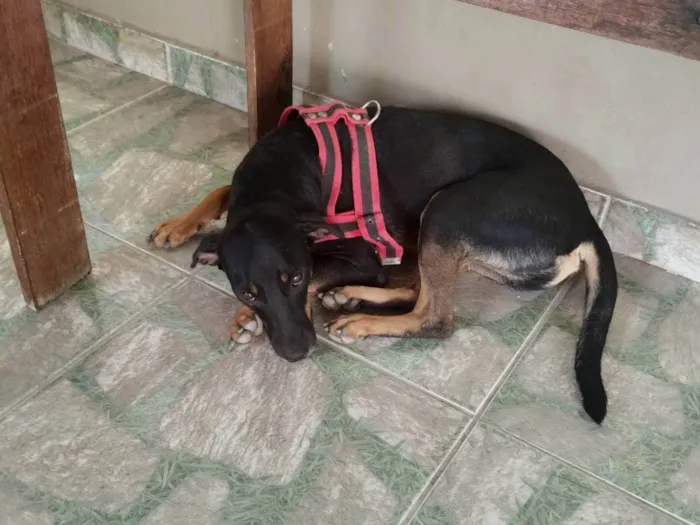 Cachorro ra a Vira lata  idade 1 ano nome Carvão 