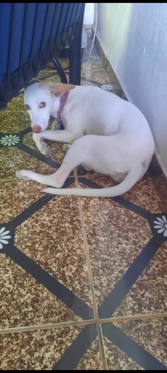 Cachorro ra a Vira lata  idade 7 a 11 meses nome Vênus 