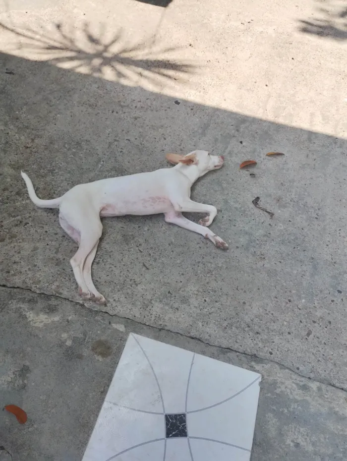 Cachorro ra a Vira lata  idade 7 a 11 meses nome Vênus 