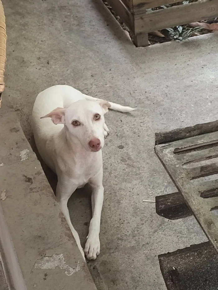 Cachorro ra a Vira lata  idade 7 a 11 meses nome Vênus 