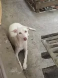 Vênus