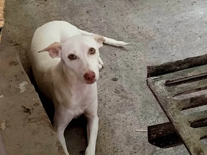 Cachorro ra a Vira lata  idade 7 a 11 meses nome Vênus 