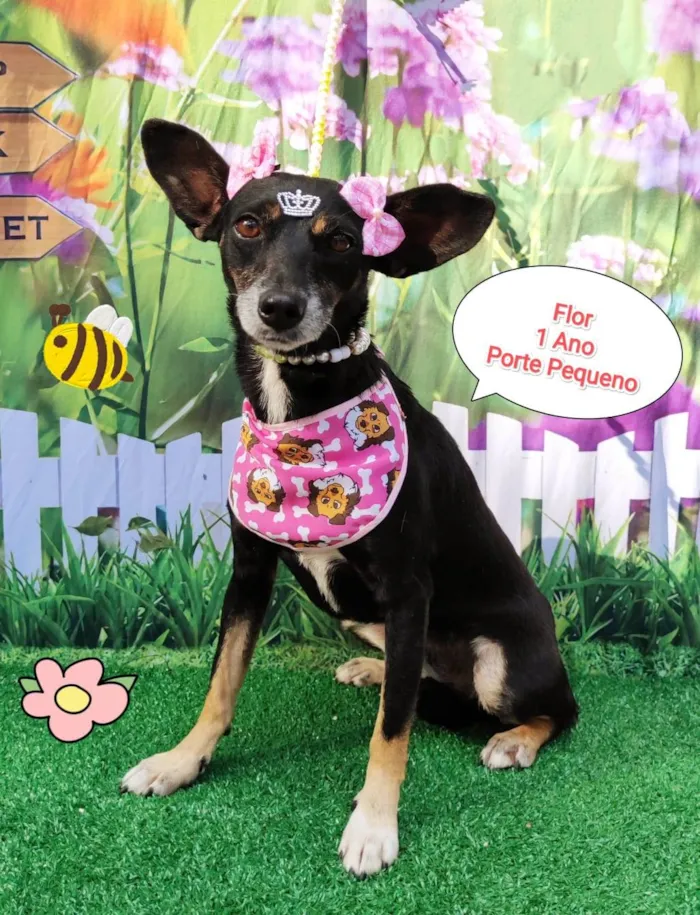 Cachorro ra a  idade 1 ano nome Flor