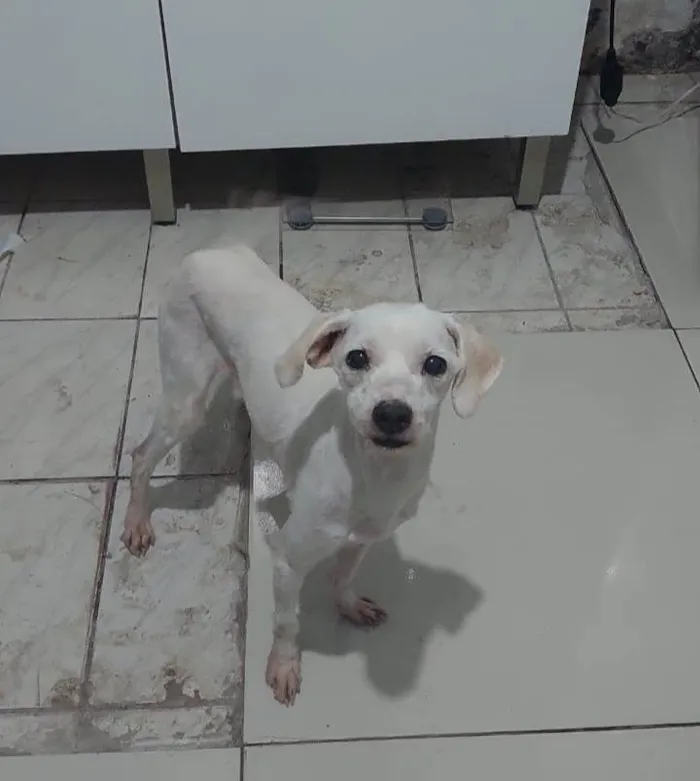 Cachorro ra a  idade 2 anos nome Ayron