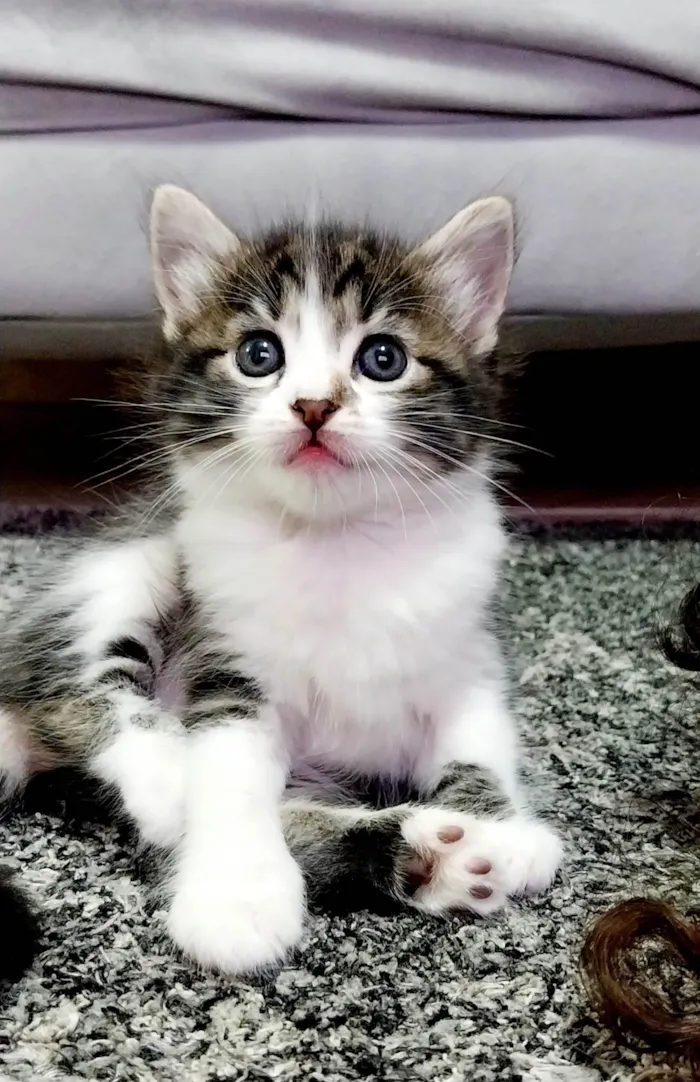 Gato ra a  idade Abaixo de 2 meses nome Pandora