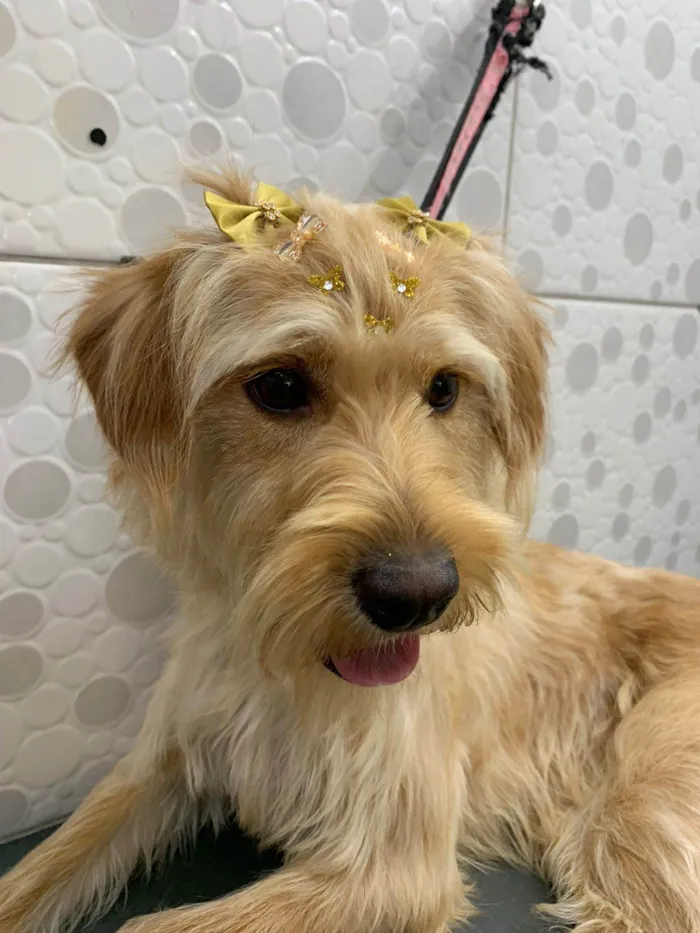 Cachorro ra a  idade 7 a 11 meses nome Lua