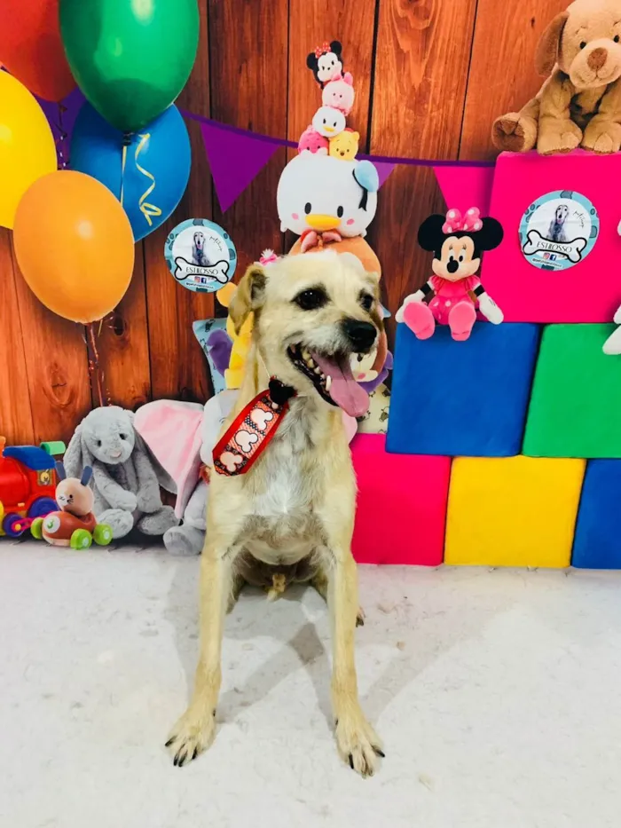 Cachorro ra a  idade 5 anos nome Marley