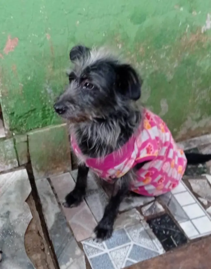 Cachorro ra a  idade 2 anos nome Neguinha
