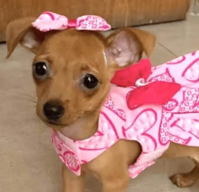 Cachorro ra a Mestica  idade Abaixo de 2 meses nome Bibi 
