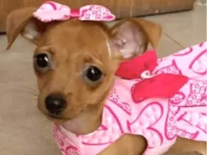 Cachorro raça Mestica  idade Abaixo de 2 meses nome Bibi 