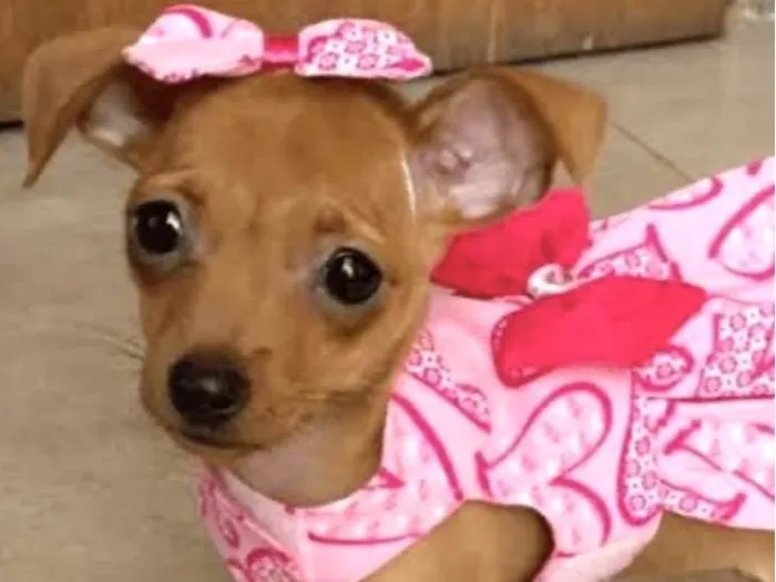 Cachorro ra a Mestica  idade Abaixo de 2 meses nome Bibi 