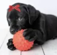Rubi 