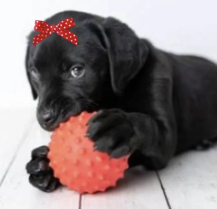 Cachorro ra a Mestica  idade 2 a 6 meses nome Rubi 