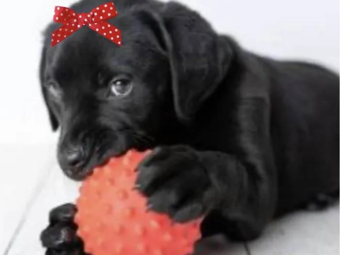 Cachorro ra a Mestica  idade 2 a 6 meses nome Rubi 