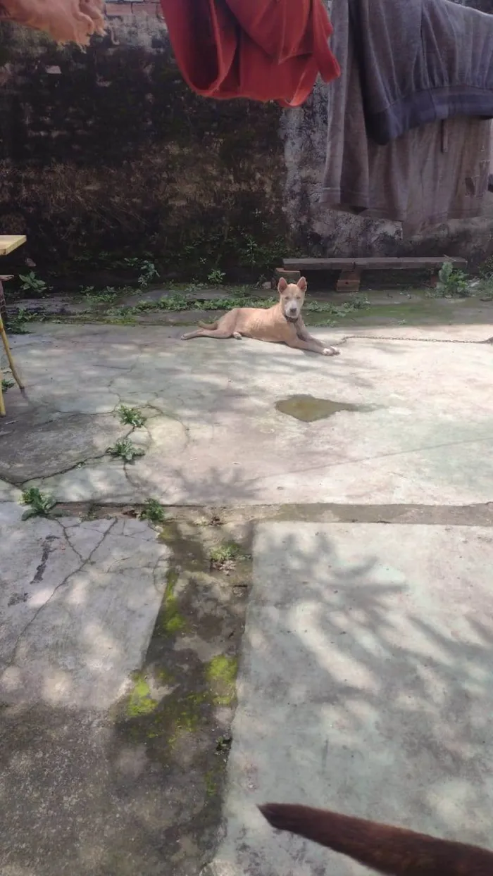 Cachorro ra a Labrador com Pitbull  idade 1 ano nome Lua 