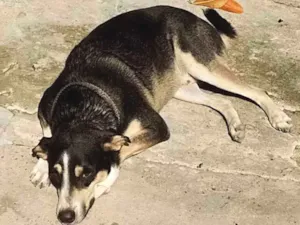 Cachorro raça Vira lata  idade 1 ano nome Netuno 