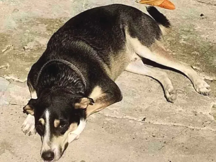 Cachorro ra a Vira lata  idade 1 ano nome Netuno 