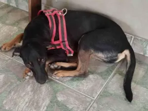 Cachorro raça Vira lata  idade 1 ano nome Carvão 