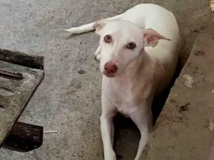 Cachorro raça Vira lata  idade 7 a 11 meses nome Vênus 