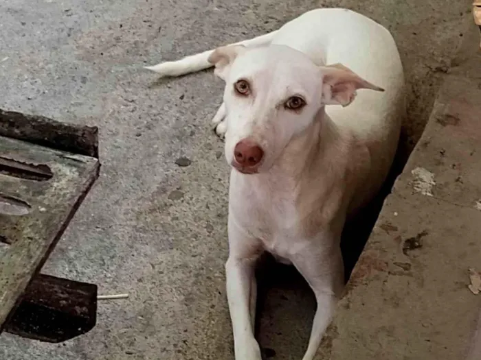 Cachorro ra a Vira lata  idade 7 a 11 meses nome Vênus 