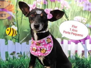 Cachorro raça  idade 1 ano nome Flor