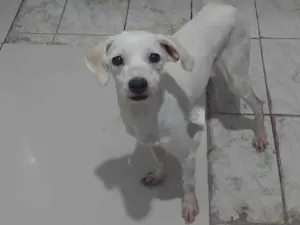 Cachorro raça  idade 2 anos nome Ayron
