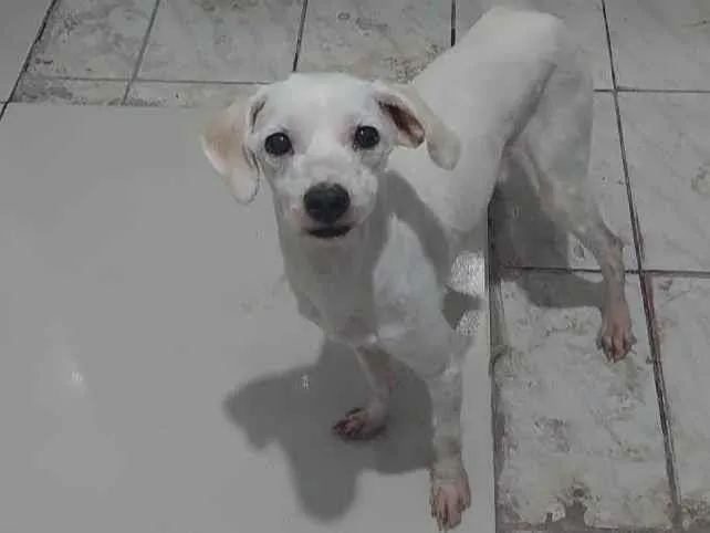 Cachorro ra a  idade 2 anos nome Ayron