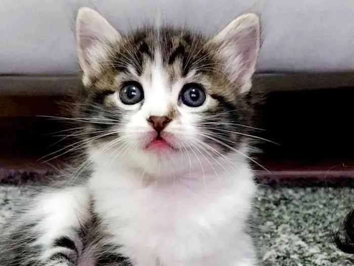 Gato ra a  idade Abaixo de 2 meses nome Pandora