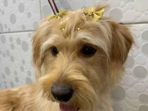 Cachorro raça  idade 7 a 11 meses nome Lua