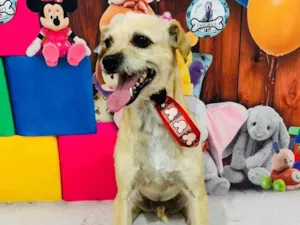 Cachorro raça  idade 5 anos nome Marley